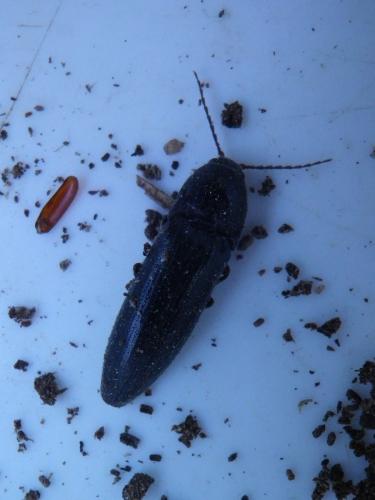 Melanotus sp.